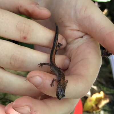 Salamander