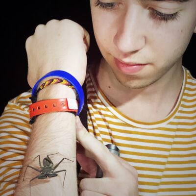 Costa Rica Invertebrates