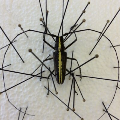 Insect Pinning Workshop