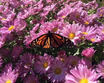 Monarchs Butterfly Tagging
