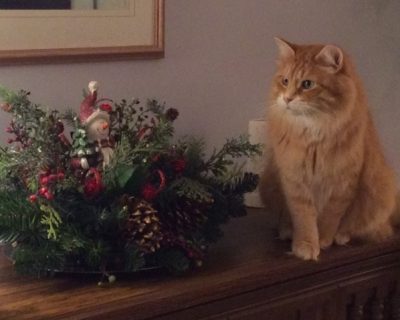 Andrea Cole's brother cat Nico