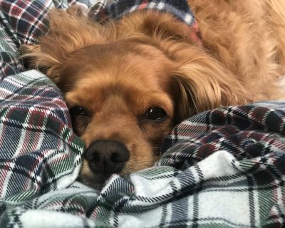 Anne Piggott's dog Maple