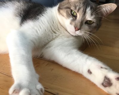 Billi-Jo Poirier's cat Ava