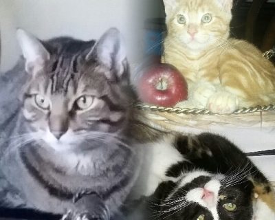 Christine Lister Pets Maggie, Fluffy and Chester