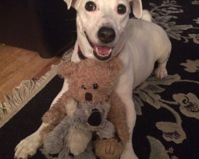 Dan Boyer's dog Jack
