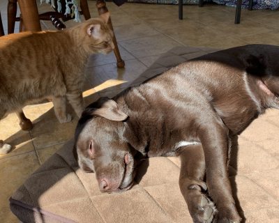 Eva Helms Pets Chester Copperpot (cat) and Chantilly (dog)
