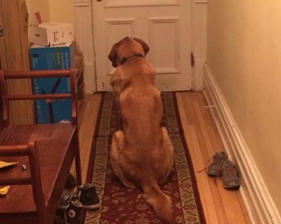 Goldie practicing patience -Maeve