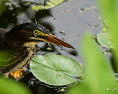 Green Heron Juvenile