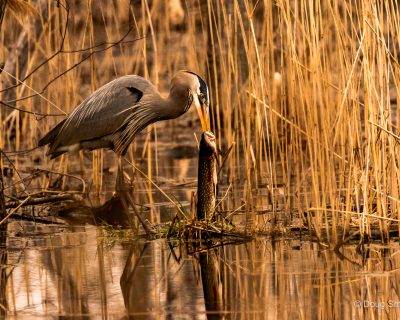 Heron's Big Lunch