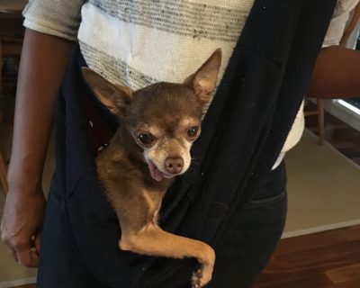 Jenn De Vera's dog
