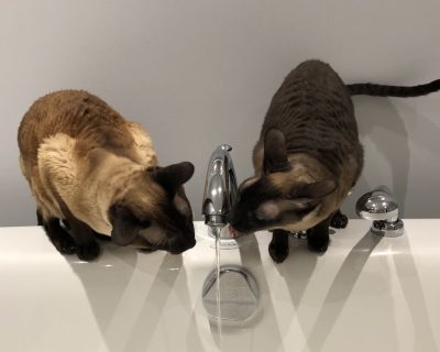 Kelly Ann Morel Pets Luna and Monty