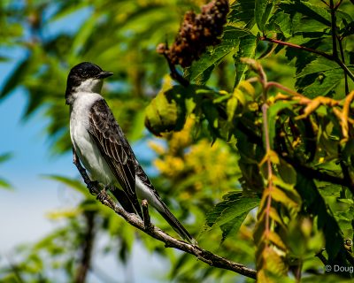 Kingbird