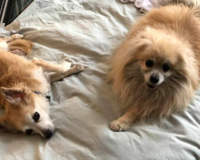 Kiwi and Pearl or Bad and Worse- Irene O