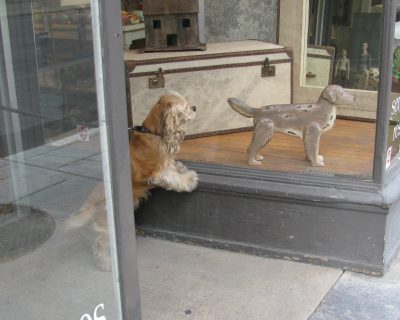Madeleine B's dog