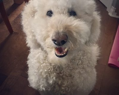 Michelle Lee 9 yr old Goldendoodle girl Luka