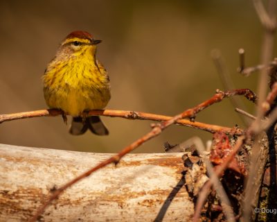 Palm Warbler