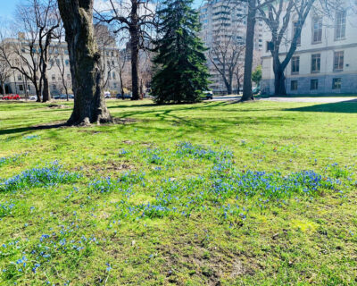 Read more about: Story behind the beautiful scilla blooms