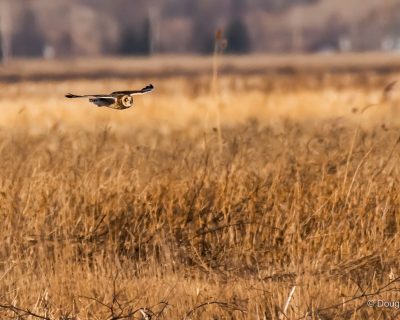 Short eared owl
