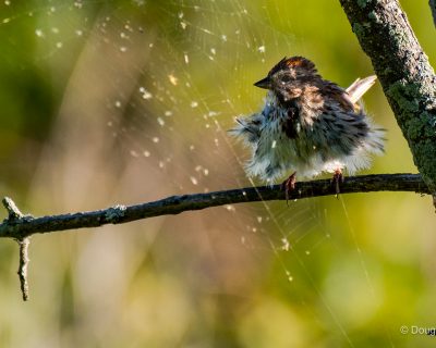 Song Sparrow_