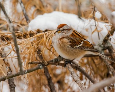 Treesparrow