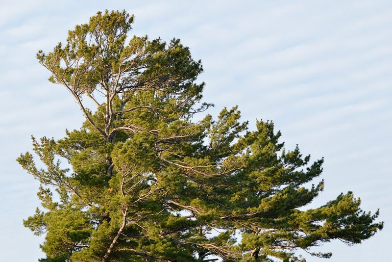 White Pine Planting photo