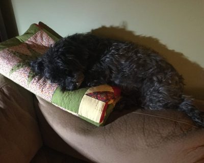 Winnie on quilt