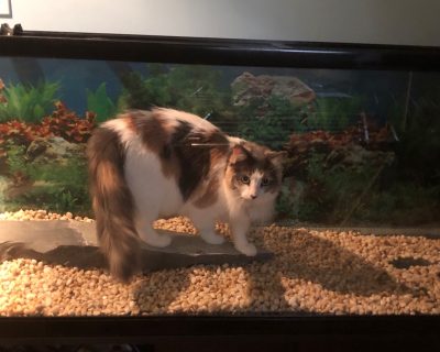 cat at aquarium