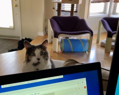 cat in front of computer
