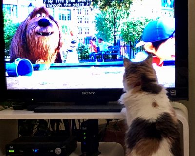 cat in front of tv