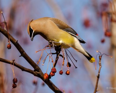 cedar waxwing