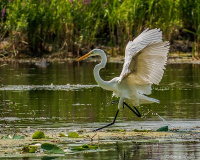dancing egret