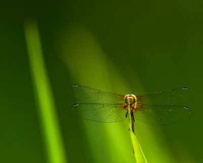 dragonfly