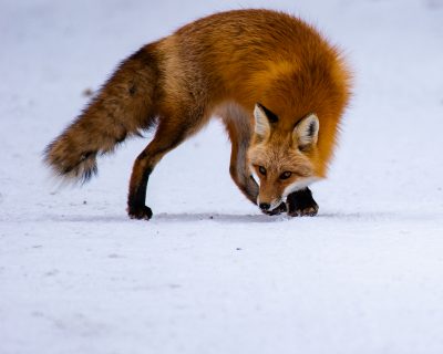 fox in snow