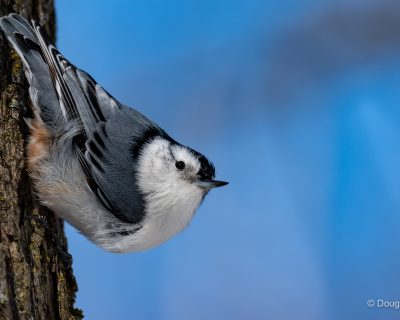 nuthatch