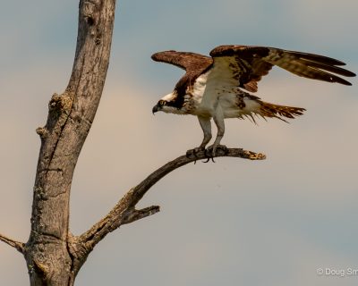 osprey