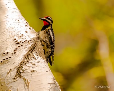 sapsucker