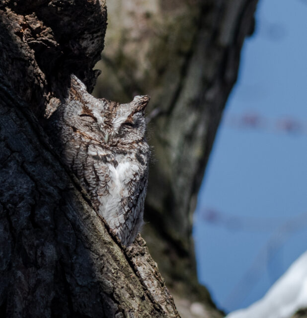 screech owl-3 - Copy
