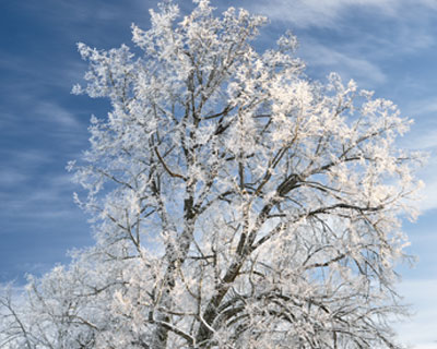 winter-trees