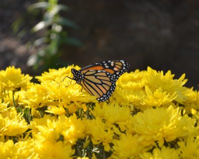 Inner Growth Walk 5