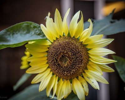 PFW SUn Flower Three Sisters-3
