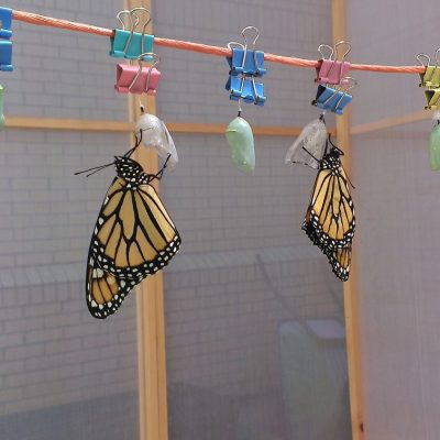 Butterfly clothesline
