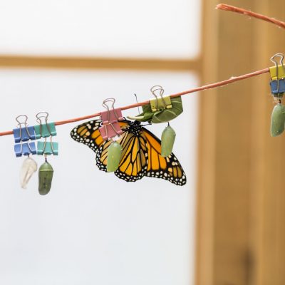 Dawson_butterfly_2018_010