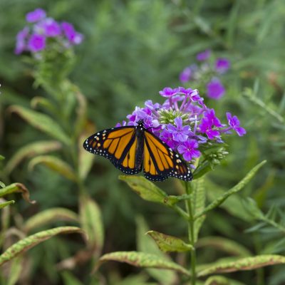 Dawson_butterfly_2018_132