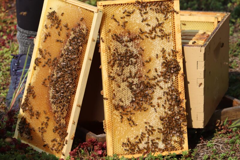 honey bees