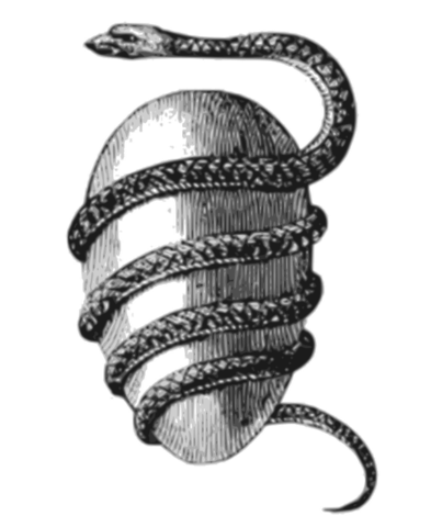 393px-Orphic-egg